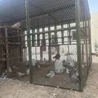 اجوز زواجل ( عس )