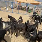 تيوس للبيع