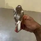 كناريات اناثي وياسمينه موزمبيقية وذكر كناري تغريد