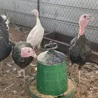 دجاج رومي