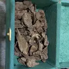 عود سيلاني غابة آدم