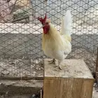 ديك