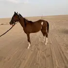 حصان للبيع