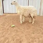 للبيع ثنيه والد
