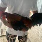 ديك فونكس