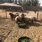 8 هرافي فاخره 4 خرفان 4 جذعات اعمار 6 شهور