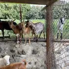 معزا محايليه العدد 5 مع الفحل تم البيع