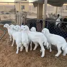 حريات لبانيات