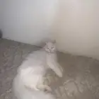 قطط للبيع