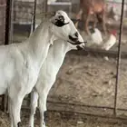 شاه بيشيه صنف الصنف