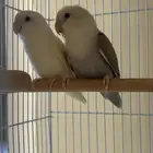 طيور روز زوج منتج