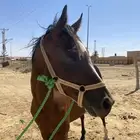 حصان انقليزي الطول 7 بلكات شرط الشرط