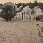 قعودين وبكره شحم