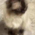 قطه تبني سليمه