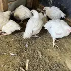 دجاج لاحم أبيض حي