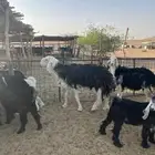 فحل نجدي
