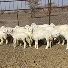 طليان ( تم البيع )