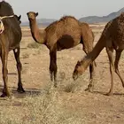 حاشي