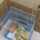 بط للبيع