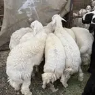 طليان وتيوس ذبائح نظيفه ع الشرط ( سلخ وتوصيل )