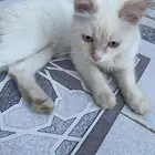 قط منزلي