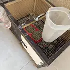 2 ارنب للبيع