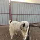 للبيع التيس هولندي