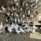 حمام فرنسي لاحم