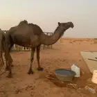 للبيع مجهم ضريبه