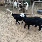 بهم خروف رخل