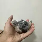 للبيع فرخ درة