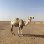 ناقه خلفه وضحا
