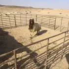 خاروف نعيم فاخر