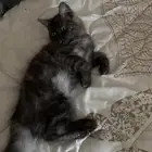 قط ذكر للبيع