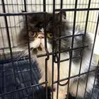 للبيع قطط بيكي فيس بيرشن بيور