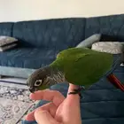 ببغاء