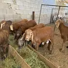 اضاحي طليان سواكن جبرة وزن عالي