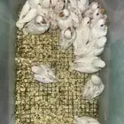 فرخ روز متنوعه وأحجام تب وقريب هدد(بالجملة)