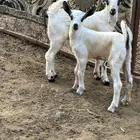 دواغر بيشي تيس وعناق