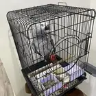 فرخ كاسكو للبيع