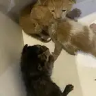قطط للتبني ضروري