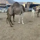 ناقتين ضايعه