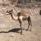 بكره للبيع
