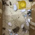 هامستر سوري