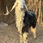 رخل نجديه