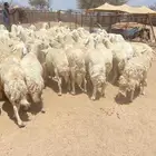 غنم حريات طيبه