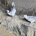 حمام بدي
