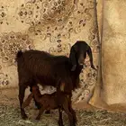 عنز قبرصيه تحتها تيس