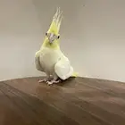 ببغاء كروان للبيع