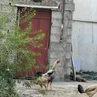 دجاج للبيع